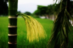 FROM THE BAY TO YEN DUC CULTURAL VILLAGE
