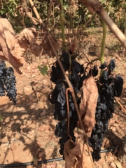 Nho khô nguyên cành Adora st Food Dried Grapes Flame Australian 1kg đặc sản của Úc