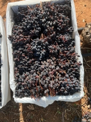 Nho Khô nguyên cành Dried Grapes Flame  Australian 500g đặc sản của Úc