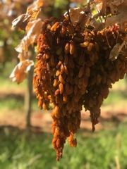 Nho khô nguyên cành Adora st Food Dried Grapes Cluster Thompson  7kg