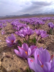 Nhụy hoa nghệ tây saffron premium negin 3g tây á