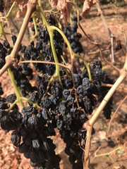 Nho khô nguyên cành Adora st Food Dried Grapes Flame Australian thùng 4kg