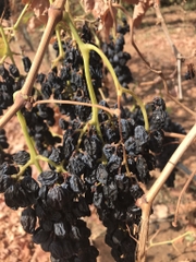 Nho Khô nguyên cành Dried Grapes Flame  Australian 500g đặc sản của Úc