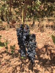 Nho khô nguyên cành Adora st Food Dried Grapes Flame Australian 1kg đặc sản của Úc