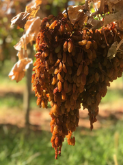 Nho khô nguyên cành Adora st Food Dried Grapes Cluster Thompson 4kg A