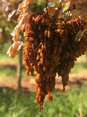 Nho khô nguyên cành Adora st Food Dried Grapes Cluster Thompson  1kg đặc sản Úc