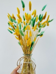 Chậu Hoa Đuôi Thỏ Nhiều Màu Decor Siêu Xinh (3)