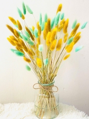 Chậu Hoa Đuôi Thỏ Nhiều Màu Decor Siêu Xinh (3)