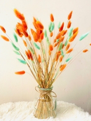 Chậu Hoa Đuôi Thỏ Nhiều Màu Decor Siêu Xinh (3)