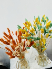 Chậu Hoa Đuôi Thỏ Nhiều Màu Decor Siêu Xinh (3)