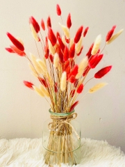 Chậu Hoa Đuôi Thỏ Nhiều Màu Decor Siêu Xinh (3)