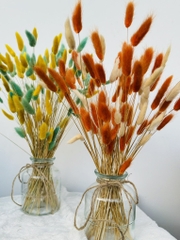 Chậu Hoa Đuôi Thỏ Nhiều Màu Decor Siêu Xinh (3)