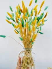 Chậu Hoa Đuôi Thỏ Nhiều Màu Decor Siêu Xinh (3)