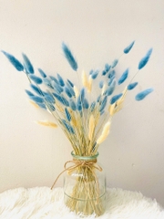 Chậu Hoa Đuôi Thỏ Nhiều Màu Decor Siêu Xinh (3)