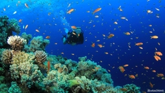 Tour 4 Đảo Kết Hợp Lặn Biển Nha Trang