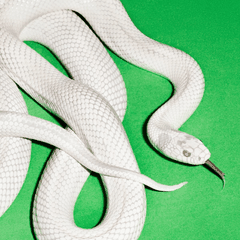 Private Music (Clear LP)