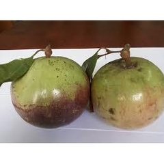 Fresh Star Apple Fruits