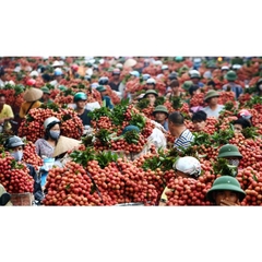 Fresh Vietnam Lychee