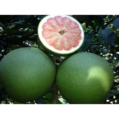 Fresh Honey Pomelo / Grapefruit