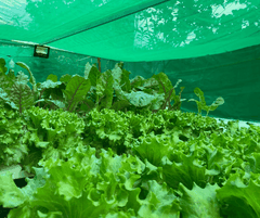 Lưới Che Lan, Cây Trồng - Lưới Che Nắng 50% -  Màu Xanh