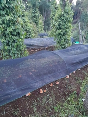 Lưới Che Lan, Cây Trồng - Lưới Che Nắng 60% -  Màu Đen