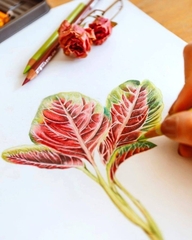 Bút chì màu lẻ Prismacolor Premier Soft Core PC994 - Process Red