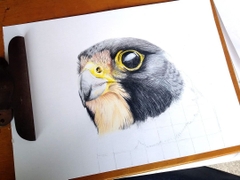 Chì màu cây lẻ Faber-Castell Polychromos 275 - Warm Gray VI