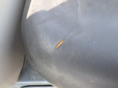 SK45SR-6E-PH09-20326