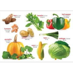 Từ Điển Bằng Tranh - MT