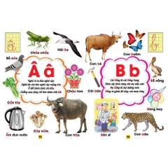 Từ Điển Bằng Tranh - MT