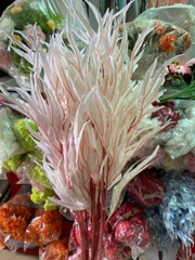 Cành lá phật thủ trắng