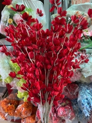 Cành mai dâu đỏ