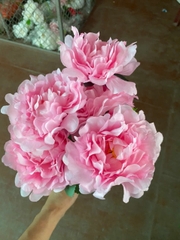 Cụm mẫu đơn nhăn 7B đỏ