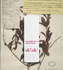 oh!oh! Antiox Two in One Serum & Cream – Giải Pháp "2 Trong 1" Trẻ Hóa & Chống Oxy Hóa Đột Phá