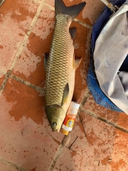 Hương Chép Thích Câu Đài Shop