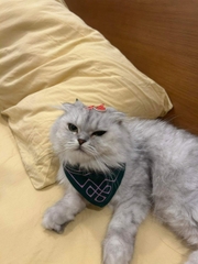 Khăn Bandana cho Mèo [3 loại]