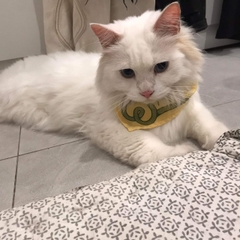 Khăn Bandana cho Mèo [3 loại]