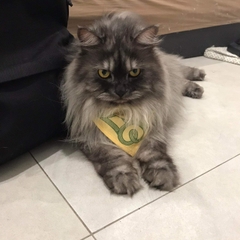 Khăn Bandana cho Mèo [3 loại]