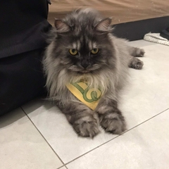 Bandana for Cat