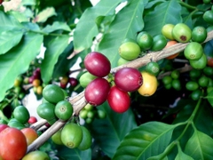 GIAO DỊCH CÀ PHÊ NHÂN ARABICA