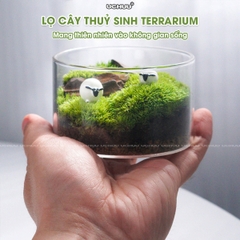 Lọ Cây Thuỷ Sinh Terrarium