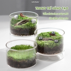 Lọ Cây Thuỷ Sinh Terrarium