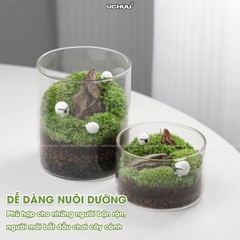 Lọ Cây Thuỷ Sinh Terrarium