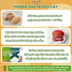 Búp Bê Đầu Cỏ