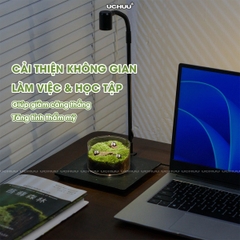 Lọ Cây Thuỷ Sinh Terrarium