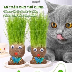 Búp Bê Đầu Cỏ