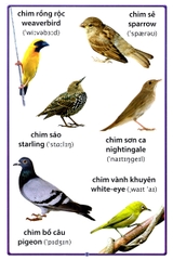 Cuốn Sách Lớn Đầu Tiên Của Tôi Về Chim Chóc