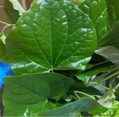Lá Lốt Tươi 50g - ハイゴショウ
