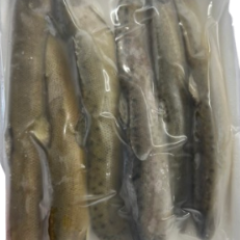 Chạch 500g - 冷凍ドジョウの魚