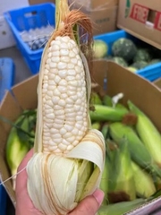 Ngô Nếp Tươi - Ngô Trắng